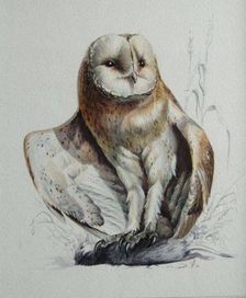 сова БЕЛАЯ ДАМА