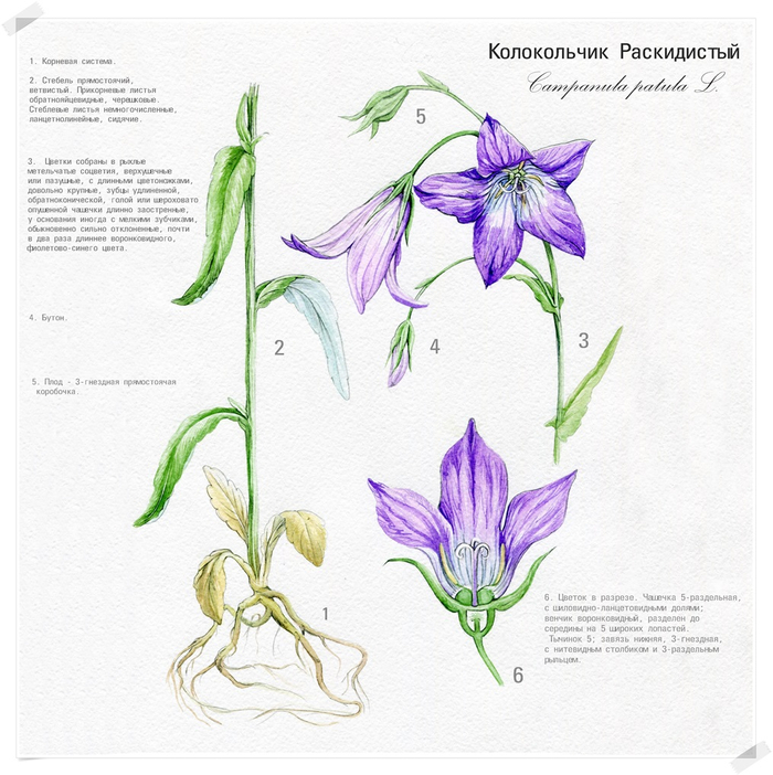 Колокольчик раскидистый