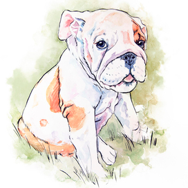 Английский бульдог