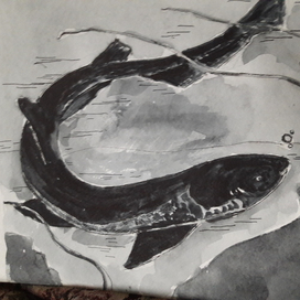 Морской кот