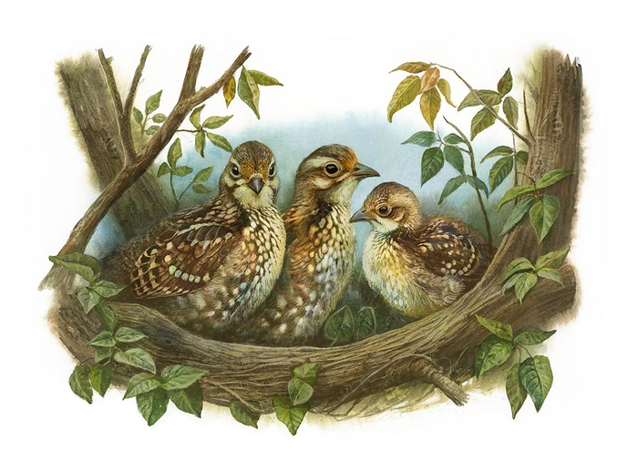 Маленькая заставка в книгу