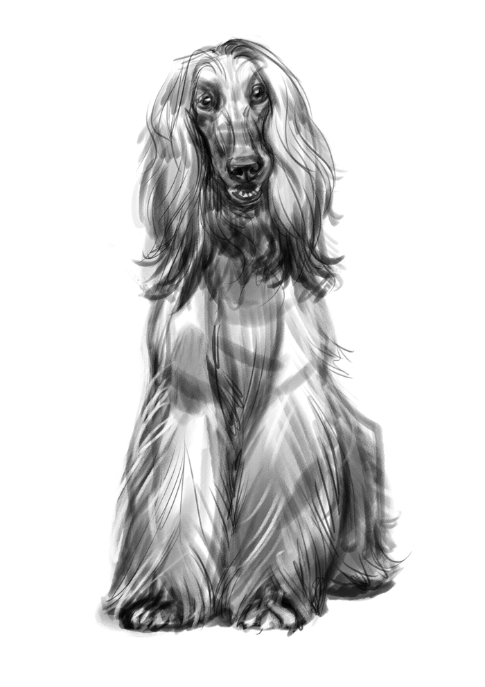 наброски собак-- Афганская борзая