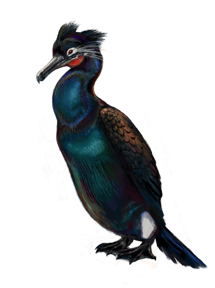 Стеллеров баклан (ныне вымерший)