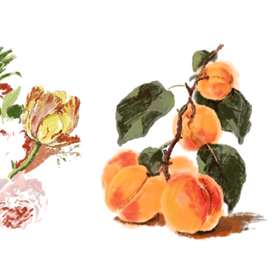 абрикос набросок