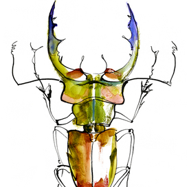 жук lucanus cervus