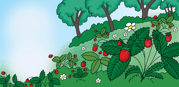 что растёт в лесу?