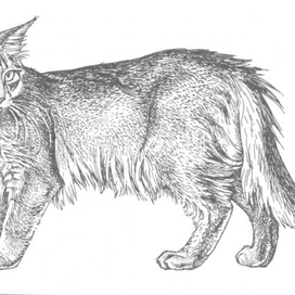 Абиссинская кошка