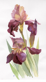 Ирисы