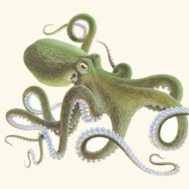 Моллюски. Научные иллюстрации