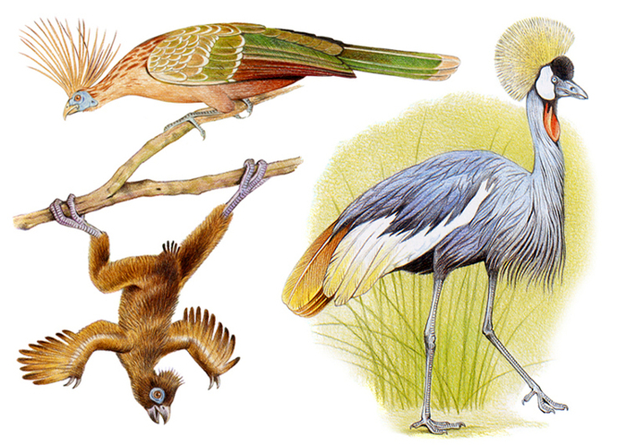 Гоацин; Венценосный журавль