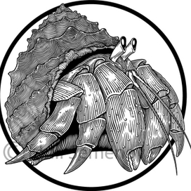 Hermit crab