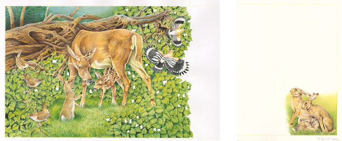 Иллюстрации к книге "Бемби"