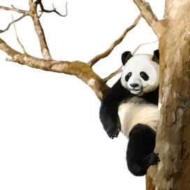 Иллюстрация для книги Брема «Жизнь животных» «Панда»