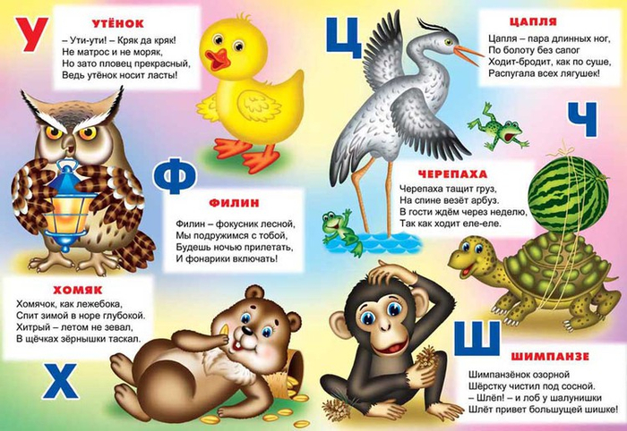 азбука,шимпанзе