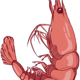 Креветка. Shrimp.