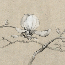 Ветка магнолии