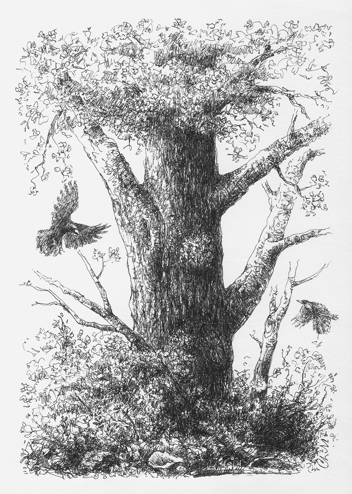 Одинокое дерево