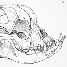 Черепок / Adobe Line