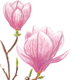 Магнолия