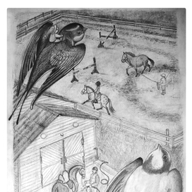 Ласточки над конюшней