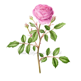 Роза Девида Остина/ David Austin’s Rose “Alan Titchmarsh”