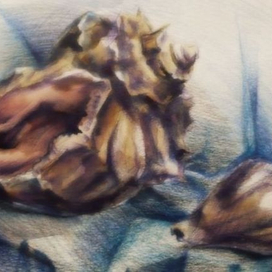 Зарисовка. Ракушки