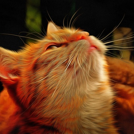 Рыжий кот спит( рисунок по фото)