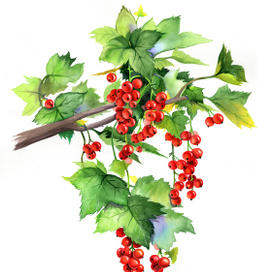 Красная смородина