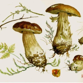 Белые грибы