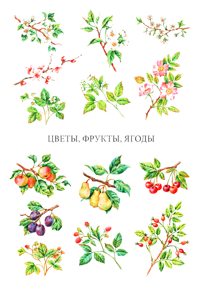 Цветы, фрукты, ягоды