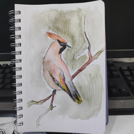 Свиристель 