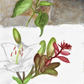 Лес, лилия и барбарис