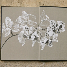 Иллюстрированный разворот скечбука. Белая орхидея 