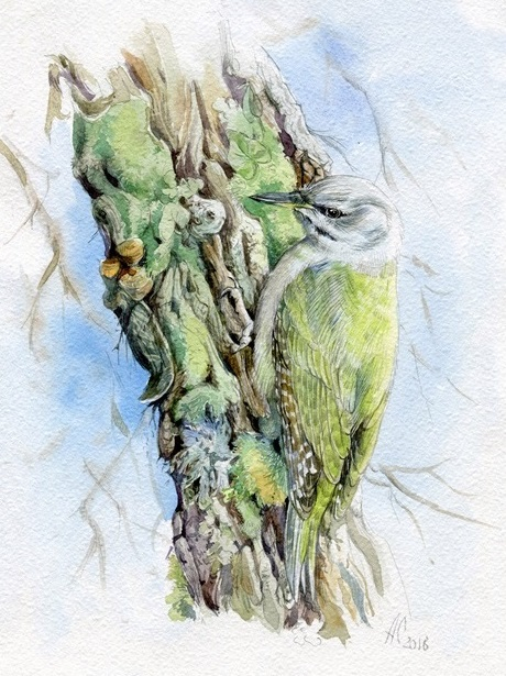 Седоголовый дятел