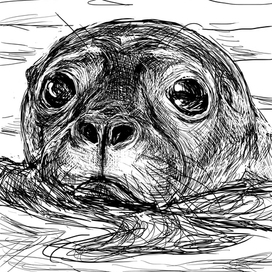 Плывущий тюлень