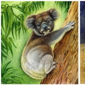 Коала, Броненосец, Ящер, Мешкокрыл.