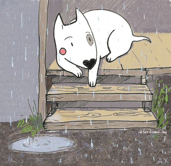 бультерьер и дождь