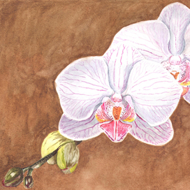 Ветка орхидеи