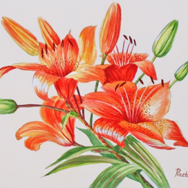 Оранжевые лилии.