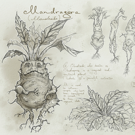 Мандрагора