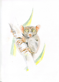 Долгопятка