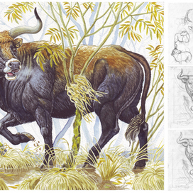 Не будоражит наше уж сознанье, угаснув навсегда в глуши веков былинным эхом, дикое мычанье ярящихся лоснящихся быков.