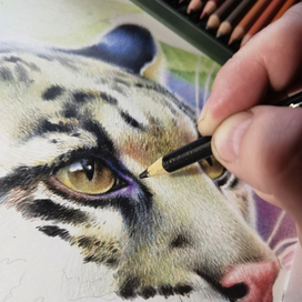 Процесс. Портрет дымчатого леопарда.