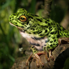 Пушистая лягушка