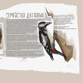 Семейство дятловых