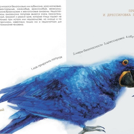 Второй шмутц