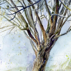 американский клен