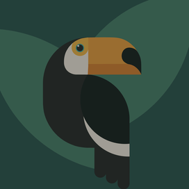 Toucan