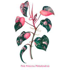 Ботаническая иллюстрация. String of hearts