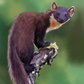 маленький хищник